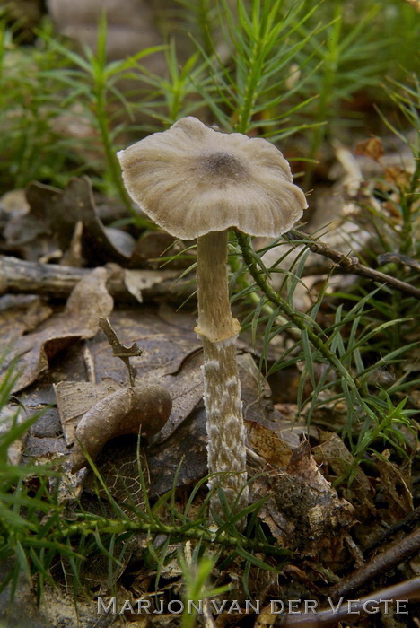 Gewone pelargoniumgordijnzwam - Cortinarius paleaceus