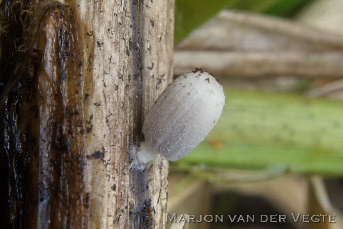 Gespikkelde halminktzwam - Coprinopsis tigrinella
