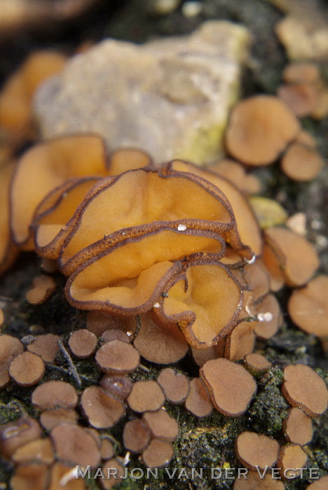 Gewoon houtskoolbekertje - Anthracobia melaloma