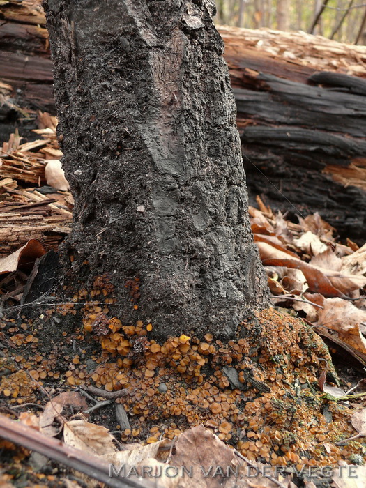 Gewoon houtskoolbekertje - Anthracobia melaloma
