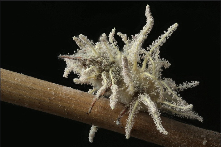 Geelwitte spinnendoder - Gibellula leiopus