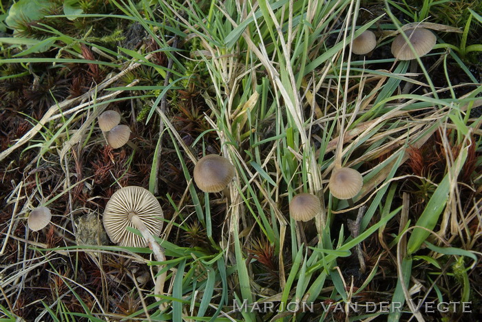 Kleine grauwkop - Lyophyllum tylicolor