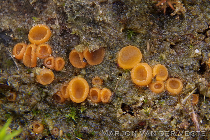 Groot oranje mosschijfje - Octospora humosa
