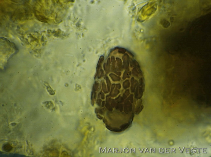 Bladspikkelschijfje - Ascobolus foliicola