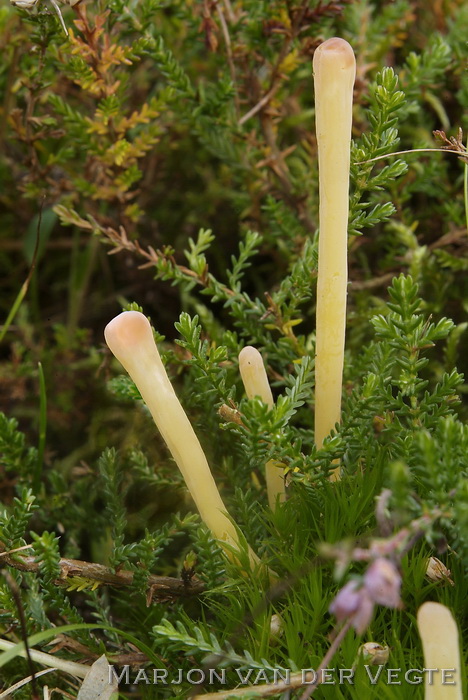 Heideknotszwam - Clavaria argillacea