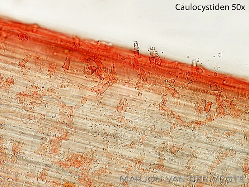 Smalspoormycena - Hemimycena gracilis