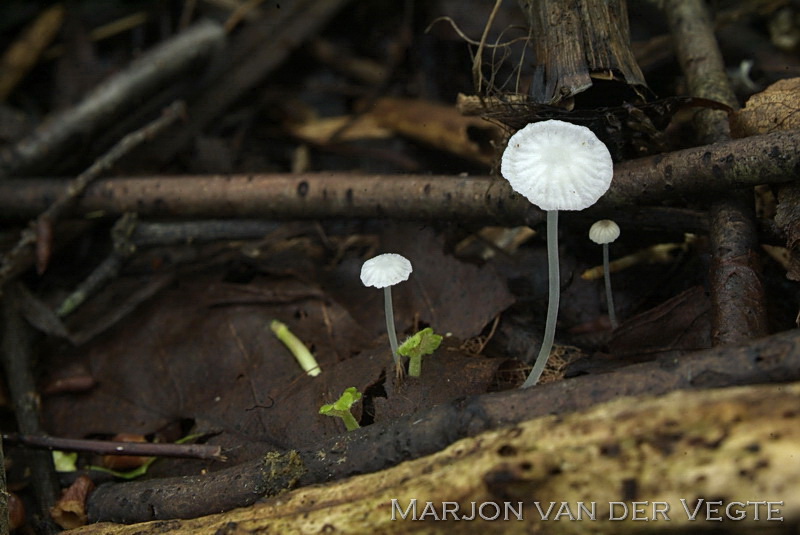 Smalspoormycena - Hemimycena gracilis