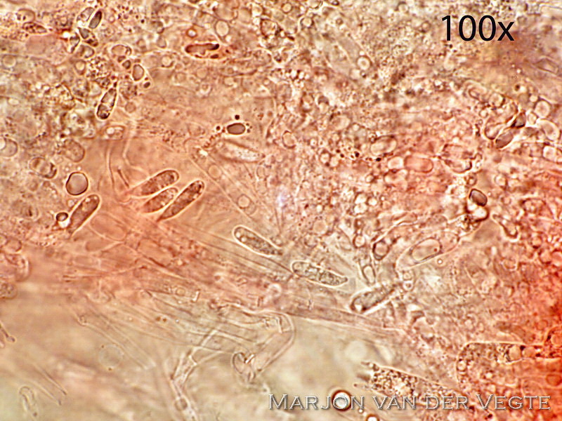 Smalspoormycena - Hemimycena gracilis