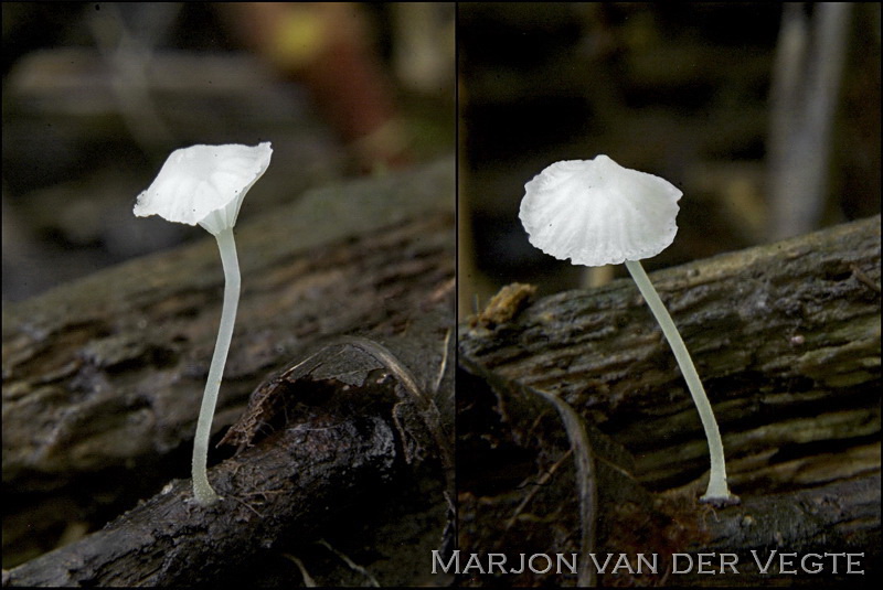 Smalspoormycena - Hemimycena gracilis