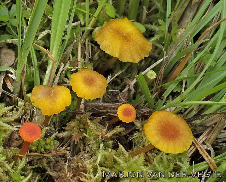 Broos vuurzwammetje - Hygrocybe helobia