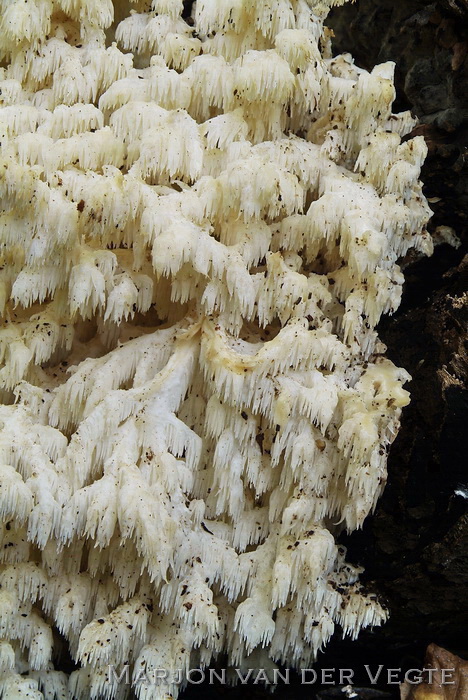 Kammetjesstekelzwam - Hericium coralloides
