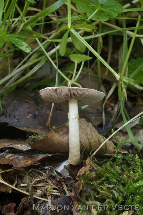 Kleine champignon - Agaricus comtulus