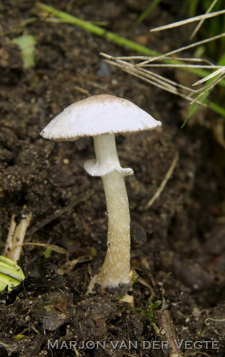 Kleine champignon - Agaricus comtulus