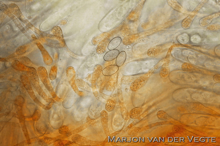 Geel zandbekertje - Kotlabaea deformis
