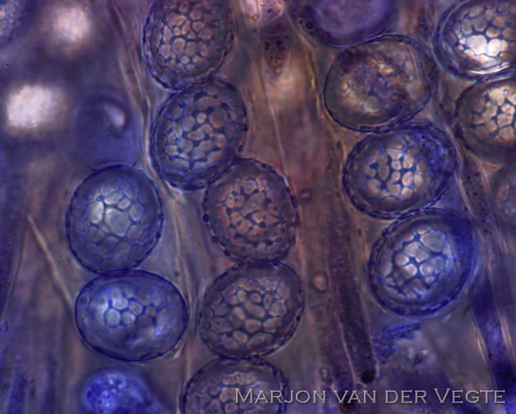 Honinggraatmosschijfje - Lamprospora retinosa