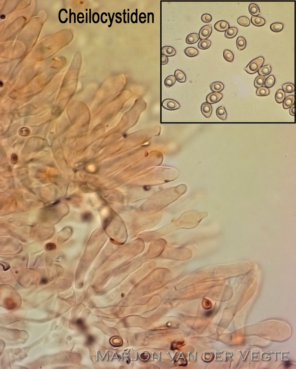 Blanke champignonparasol - Leucoagaricus leucothites