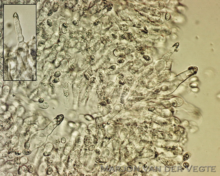 Zwartwitte veldridderzwam - Melanoleuca polioleuca var. langei