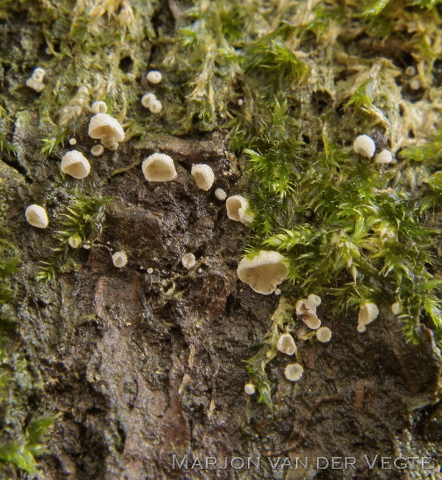 Mosschelpje - Chromocyphella muscicola
