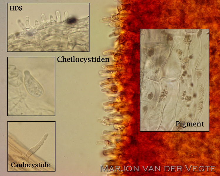 Kleine breedplaatmycena - Mycena speirea