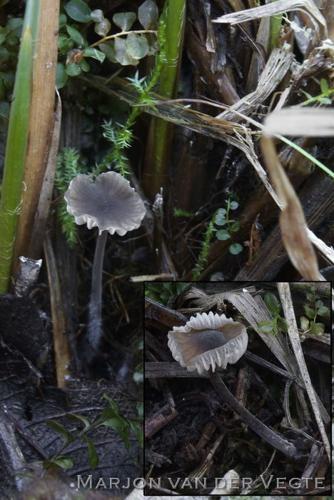 Wortelend taaisteeltje - Mycenella lasiosperma