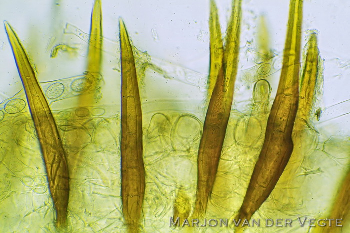 Netsporige wimperzwam - Scutellinia pseudotrechispora