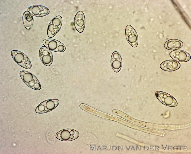Zilvermosschijfje - Octospora leucoloma