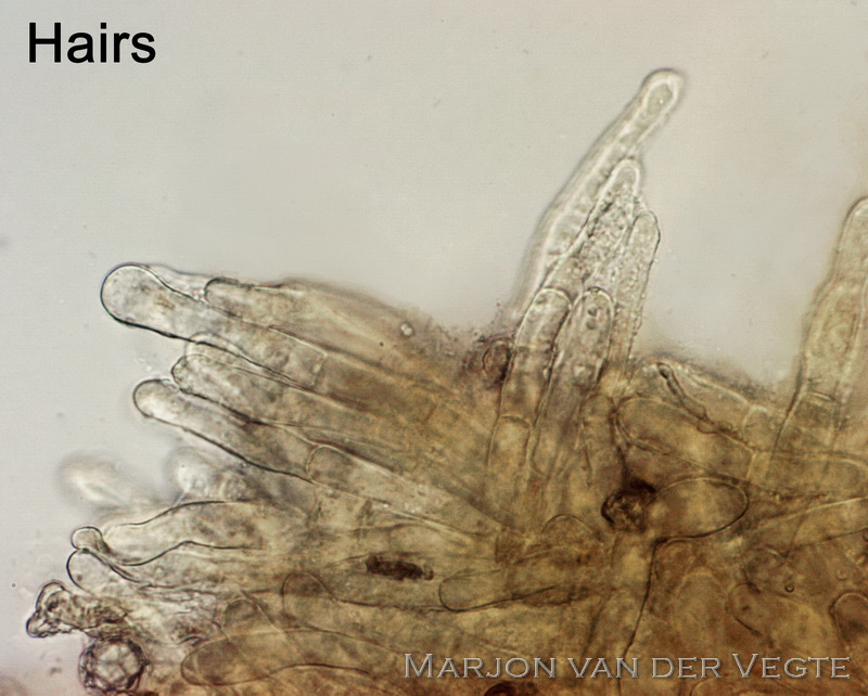 Netsporig mosschijfje - Octospora miniata var. miniata