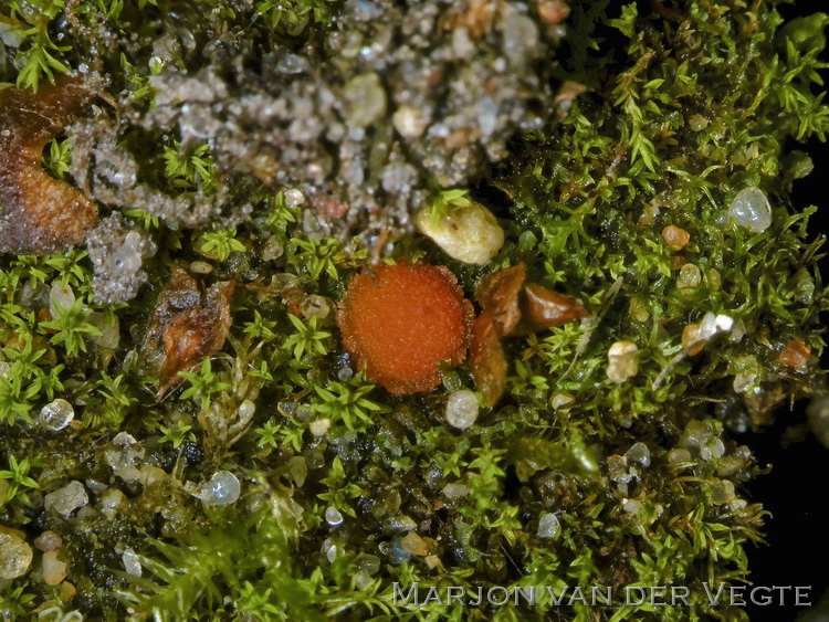 Netsporig mosschijfje - Octospora miniata var. miniata