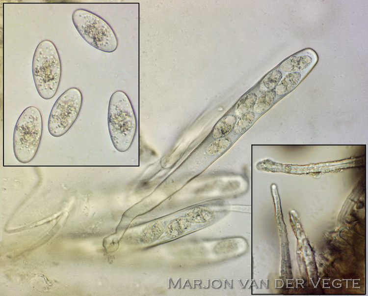 Halvemaantjesmosschijfje - Octosporopsis nicolai