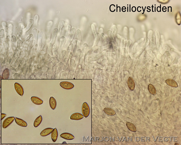 Grote moeraszwavelkop - Phaeonematoloma myosotis