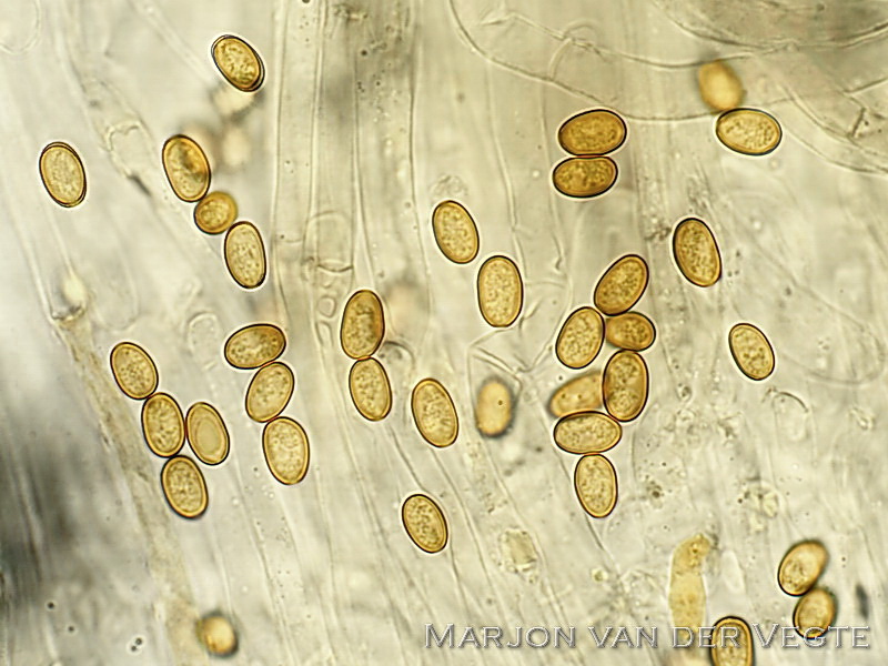 Pholiota limonella - Dubbelgangerbundelzwam