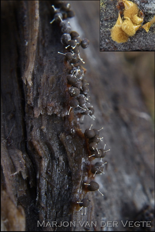 Grootsporig slijmkopspeldje - Polycephalomyces tomentosus