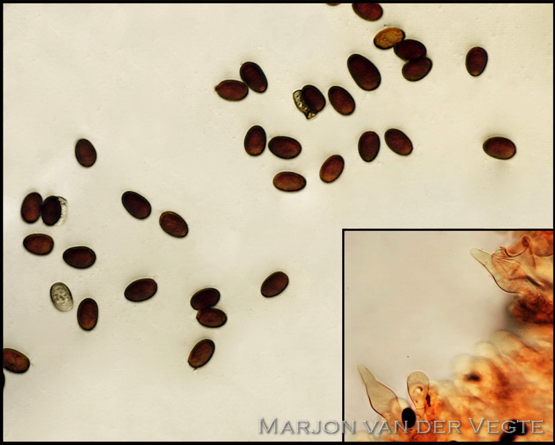 Duinfranjehoed - Psathyrella ammophila
