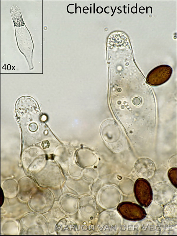 Purperrode franjehoed - Psathyrella bipellis