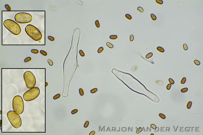 Roodbruine franjehoed - Psathyrella cortinarioides