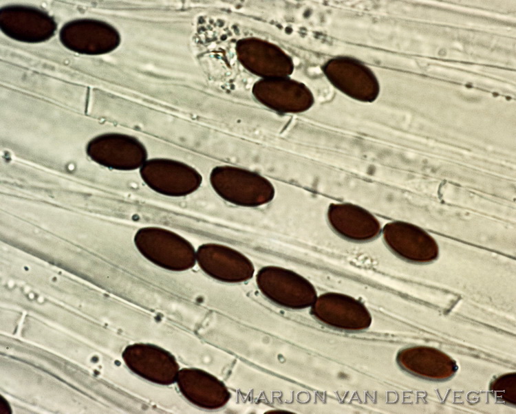 Ruderale franjehoed - Psathyrella effibulata
