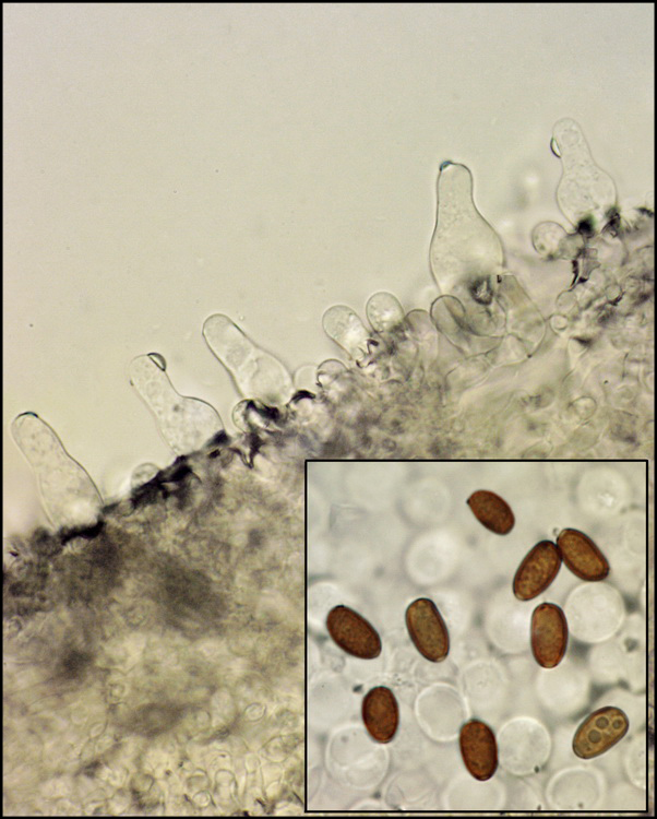 Bermfranjehoed - Psathyrella panaeoloides