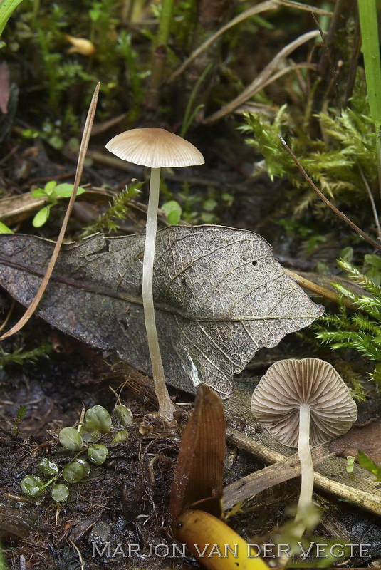 Psathyrella rubiginosa - Psathyrella rubiginosa