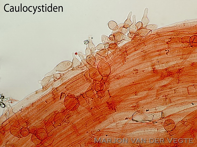 Bepoederde mestfranjehoed - Psathyrella sphaerocystis