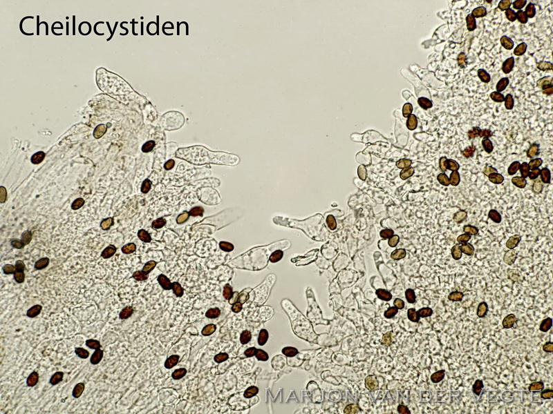 Bepoederde mestfranjehoed - Psathyrella sphaerocystis