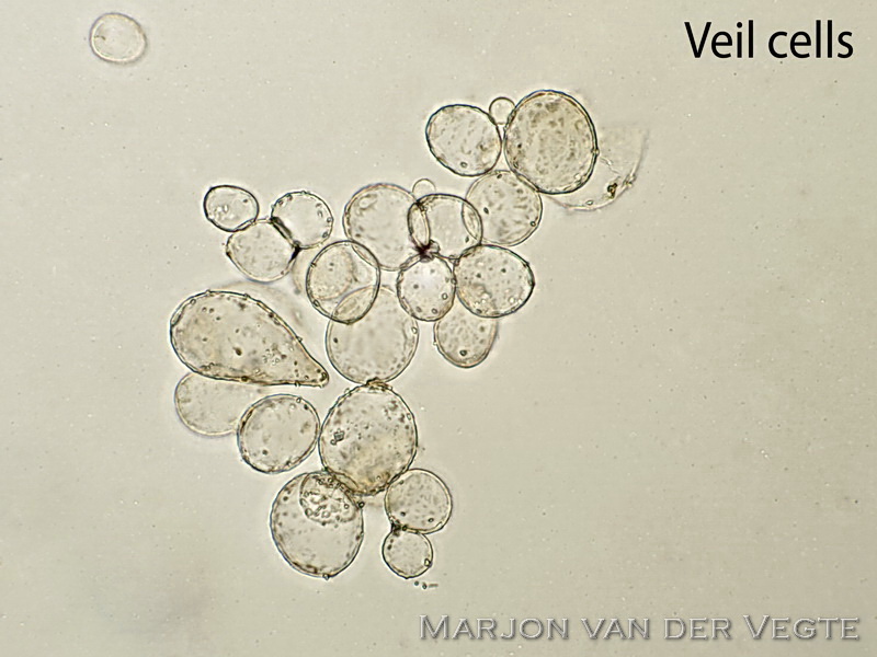 Bepoederde mestfranjehoed - Psathyrella sphaerocystis