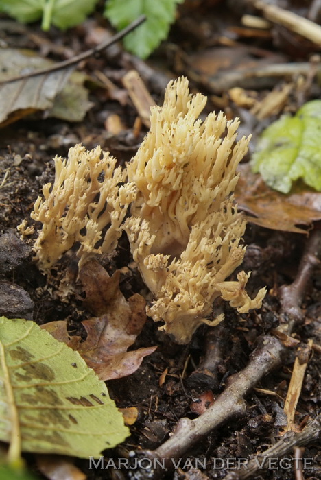 Dwergkoraalzwam - Ramaria myceliosa