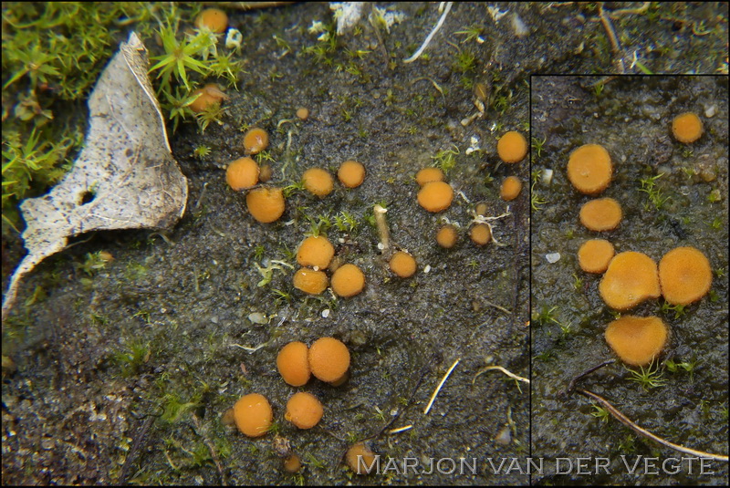Stekelsporig mosschijfje - Ramsbottomia crechqueraultii