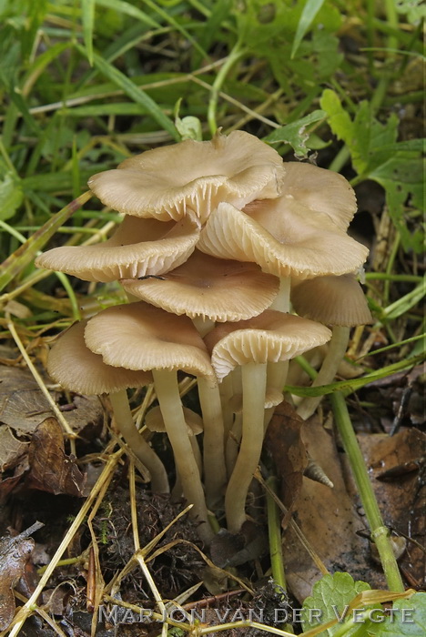 Stinksatijnzwam - Entoloma rhodopolium var. nidorosum