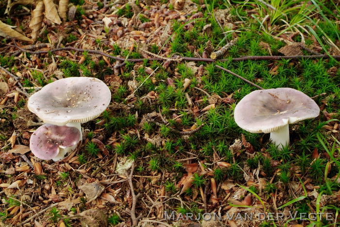 Violetgroene russula - Russula ionochlora