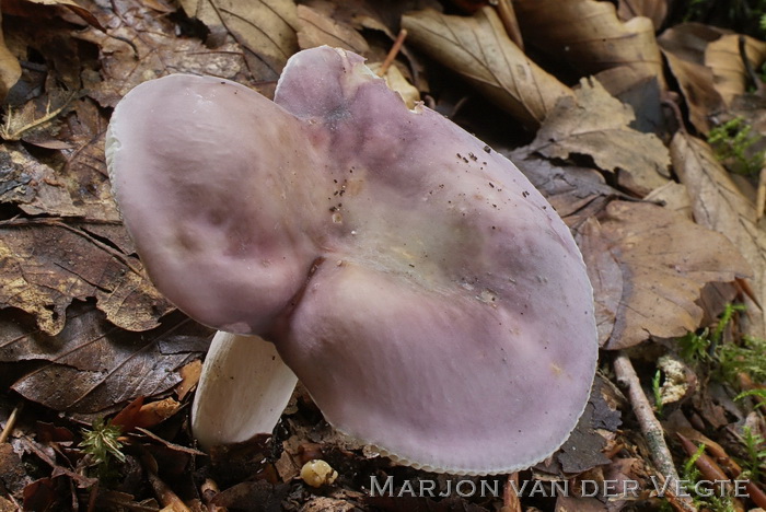Violetgroene russula - Russula ionochlora