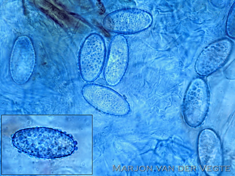 Wratsporige wimperzwam - Scutellinia heterosculptura