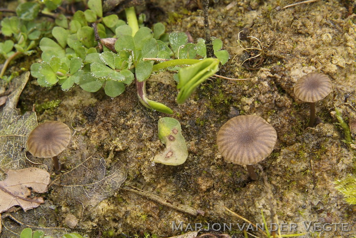 Pelargonium trechtertje - Omphalina velutipes