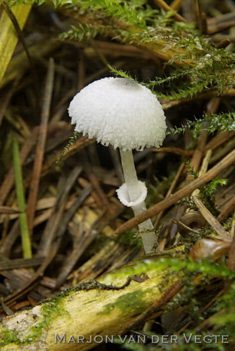 Spikkelplooiparasol - Leucocoprinus brebissonii
