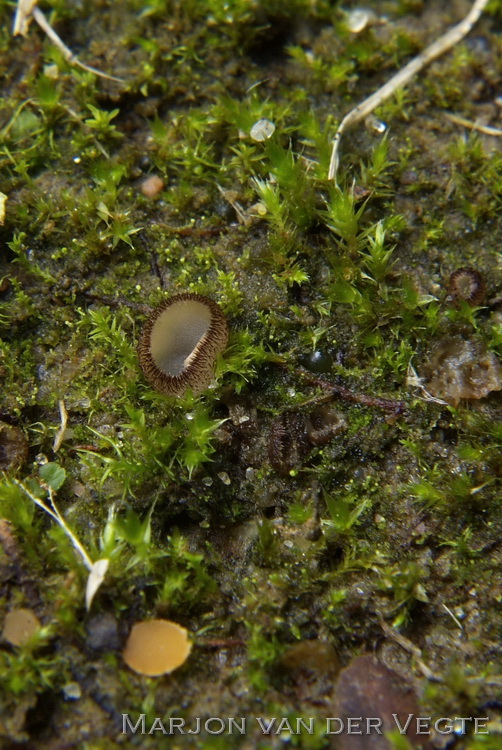 Kruidenpelsbekertje - Trichophaea pseudogregaria
